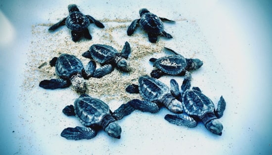 baby-turtles